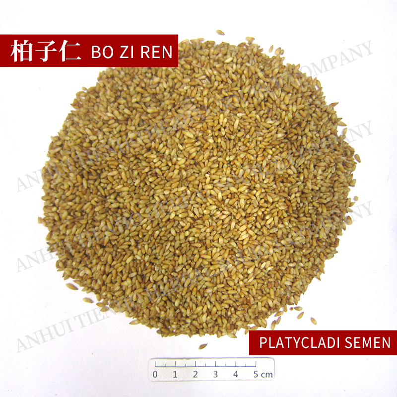 Platycladi Seed