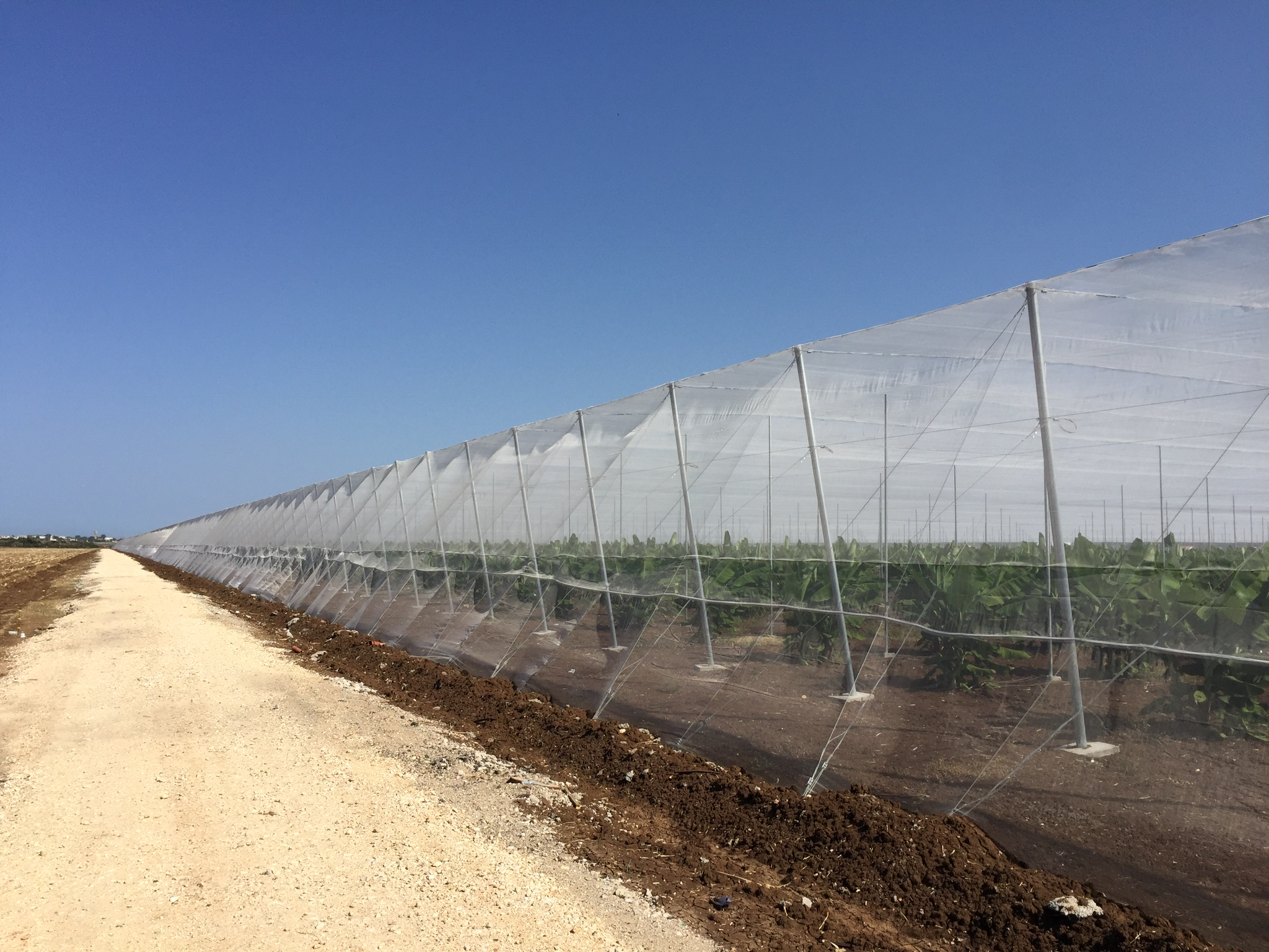 anti insect net