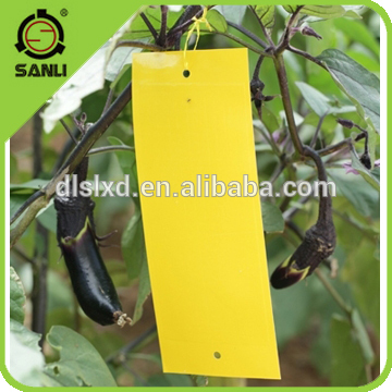 Insect Glue Trap