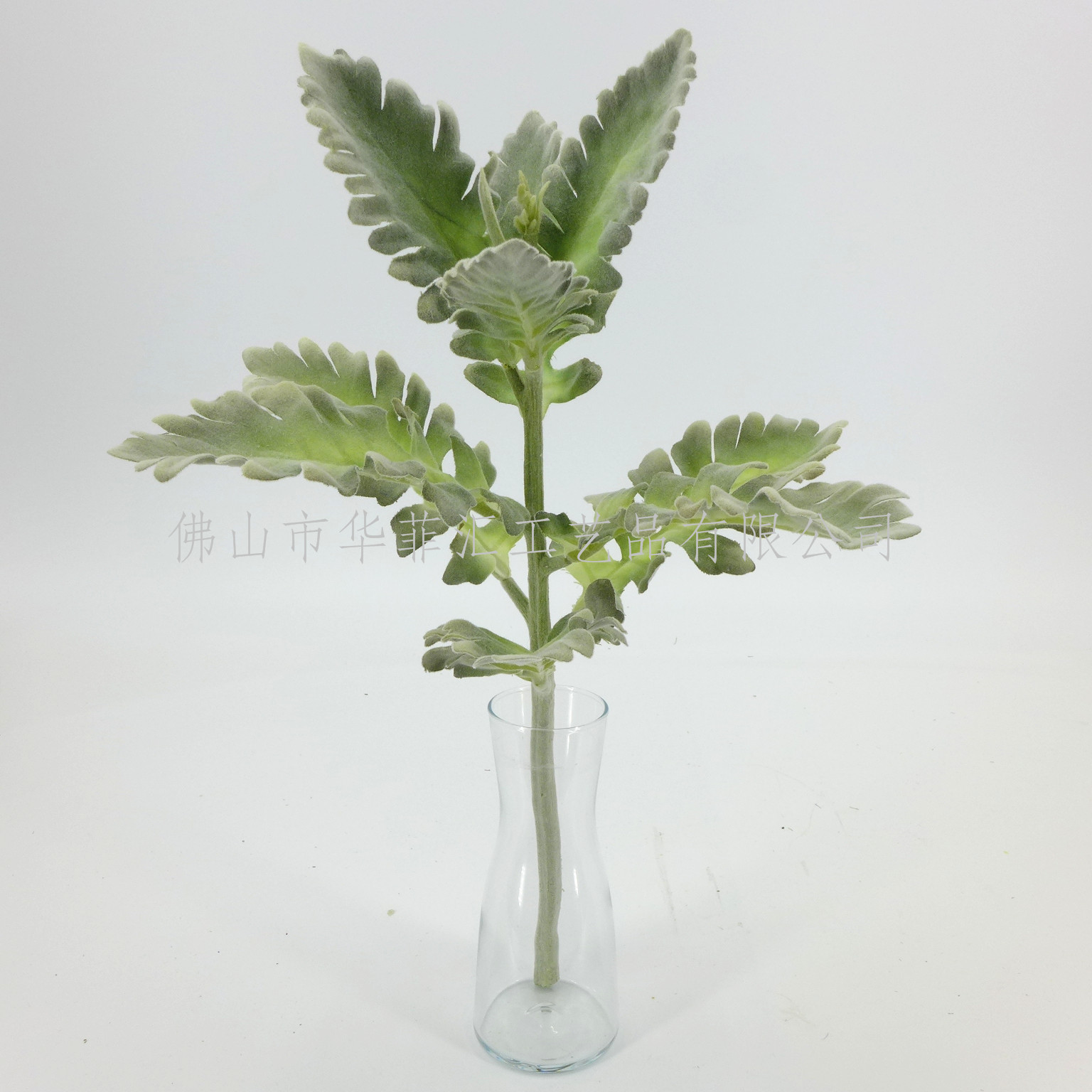 38cm Senecio Cinerariax9