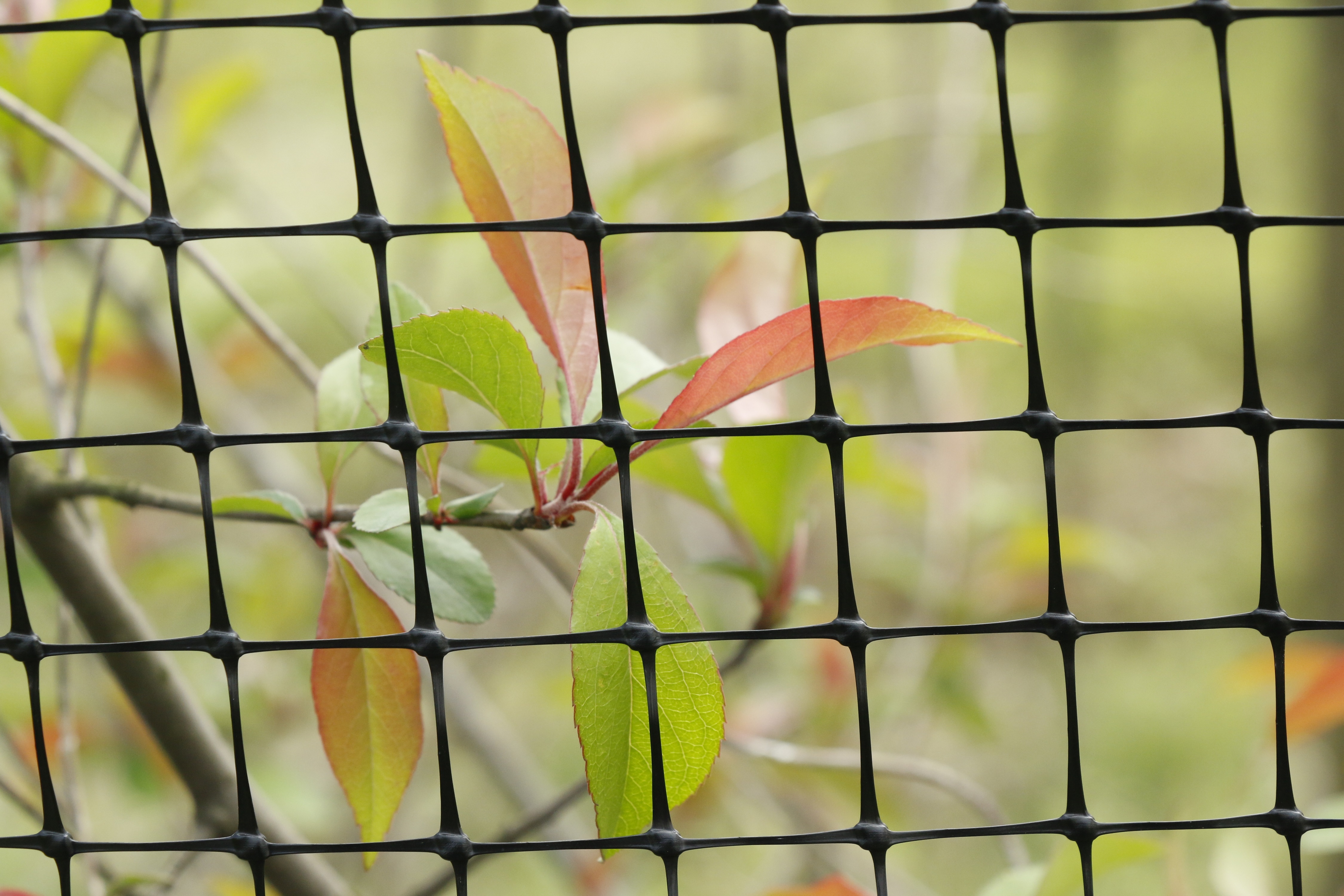 Deer fence