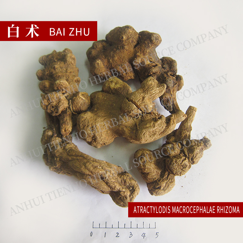 White Atractylodes Rhizome