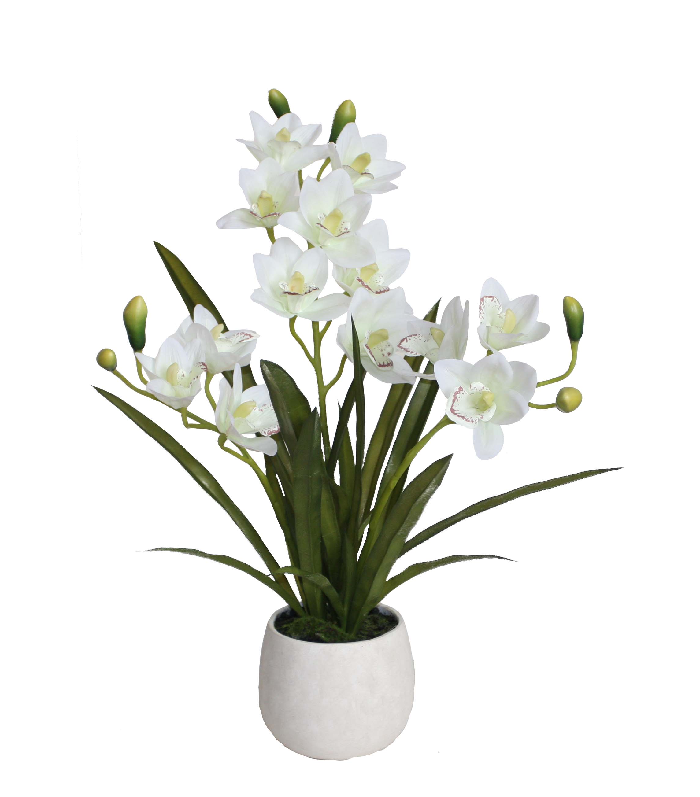 64CM Cymbidium
