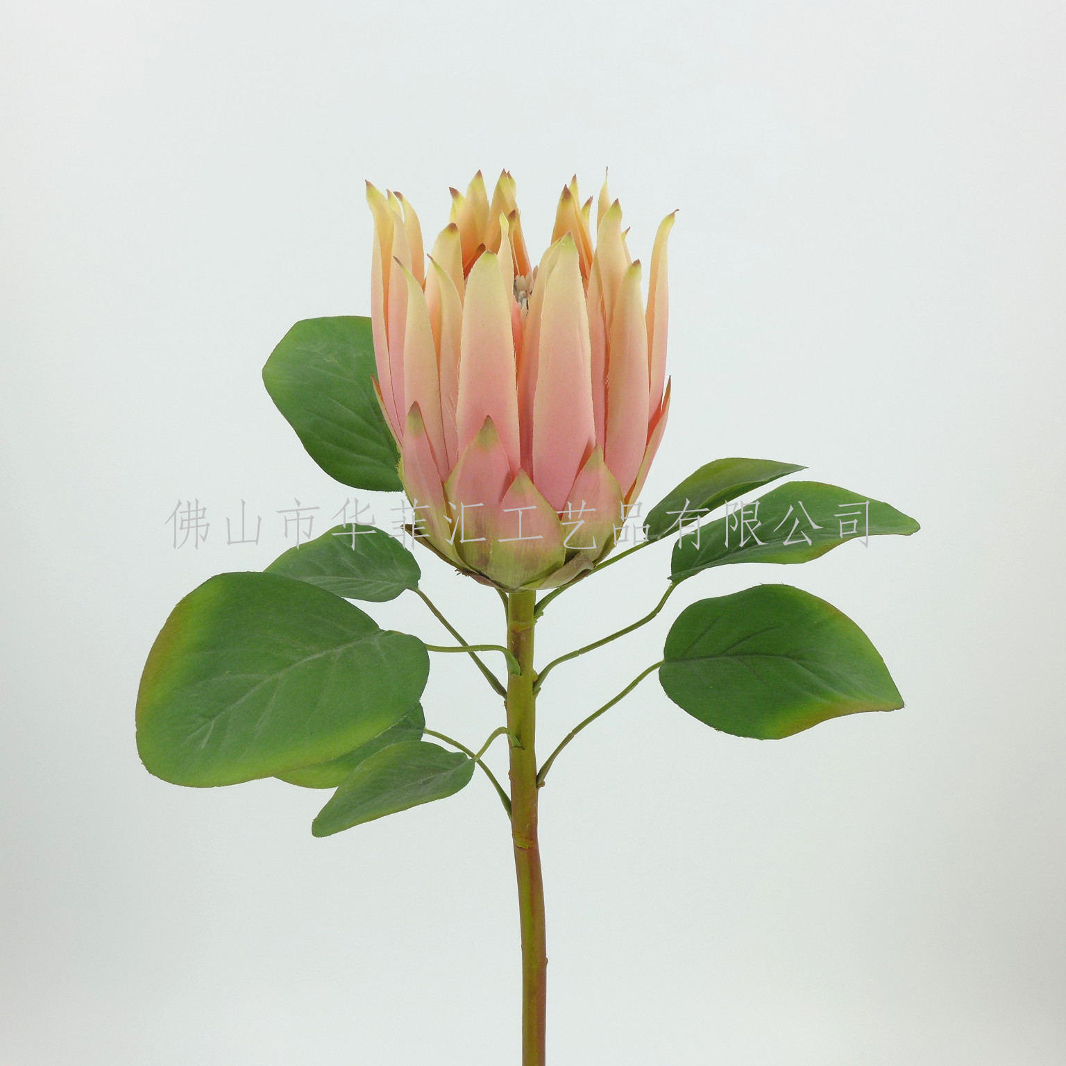 68cm Proteax1
