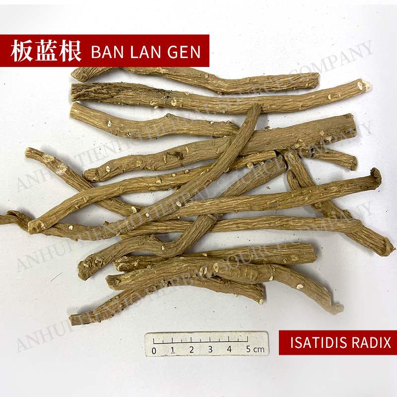 Isatis Root