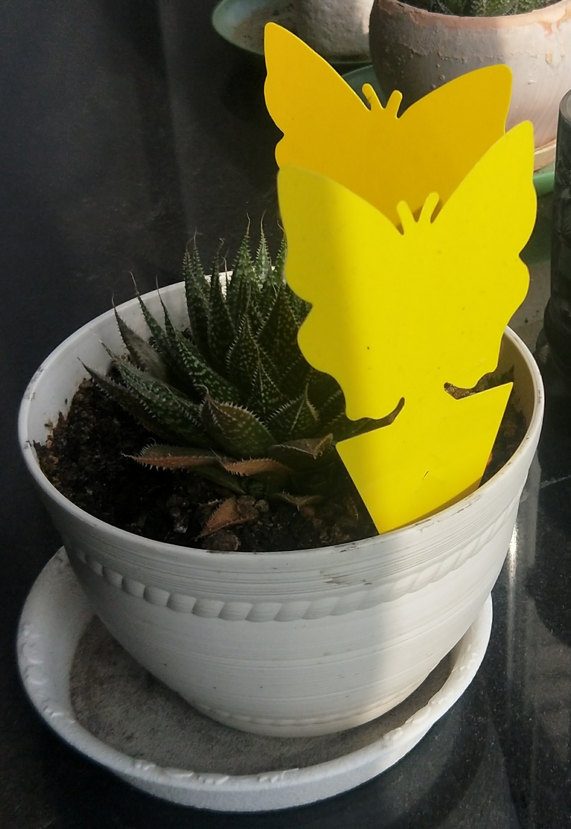 Flower Insect Trap