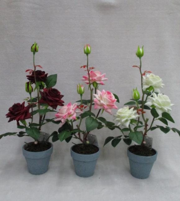 19#potted Rose
