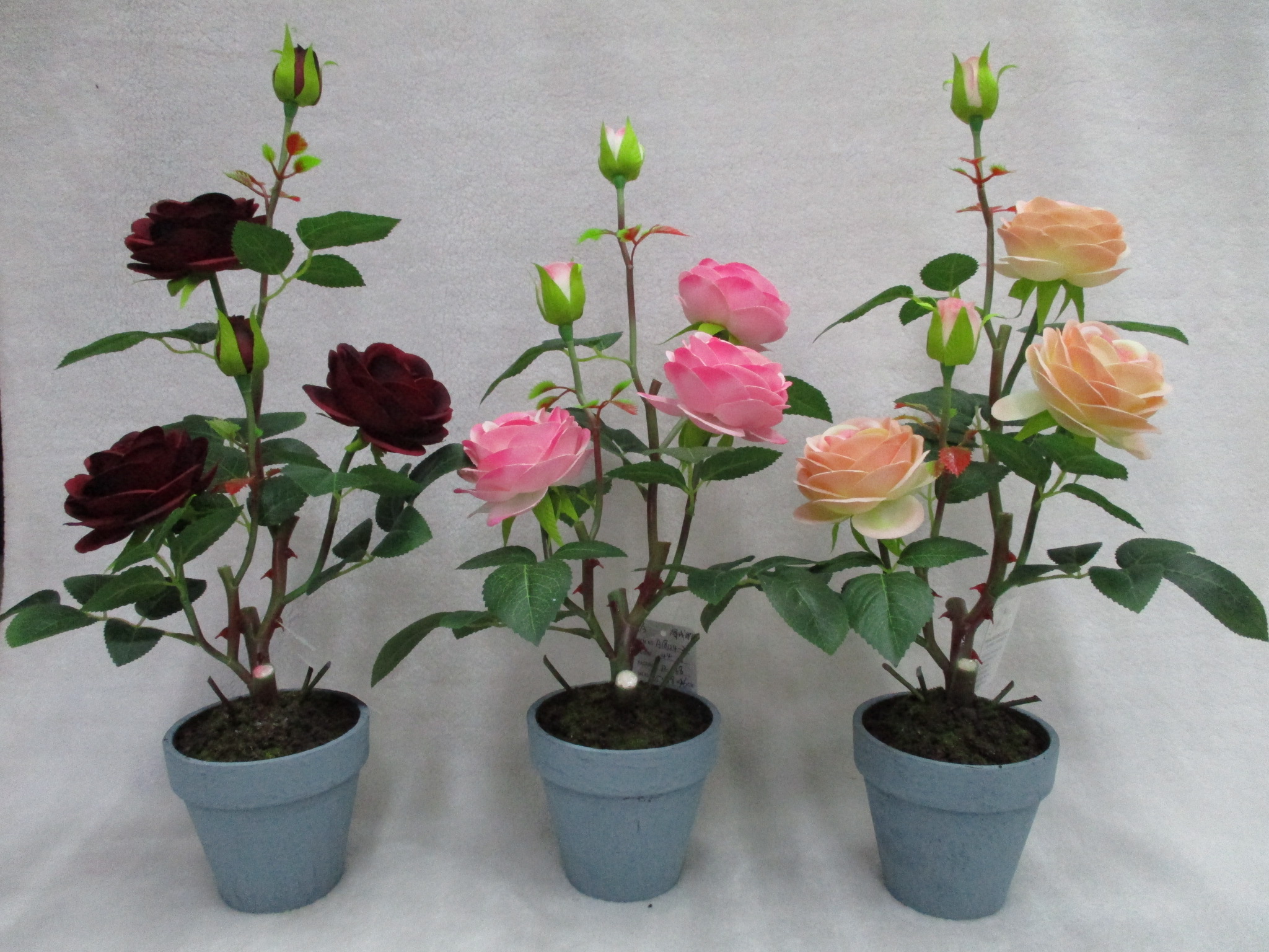 20# Mid-Potted Rose