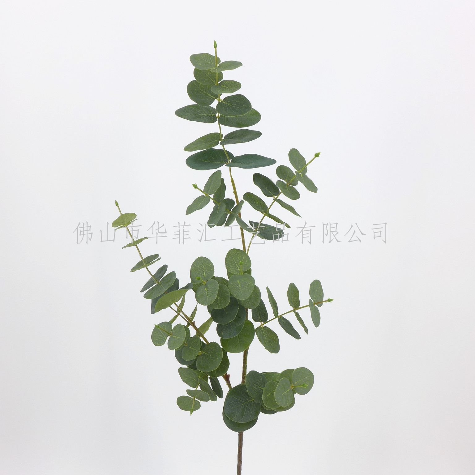 88cm Eucalyptus