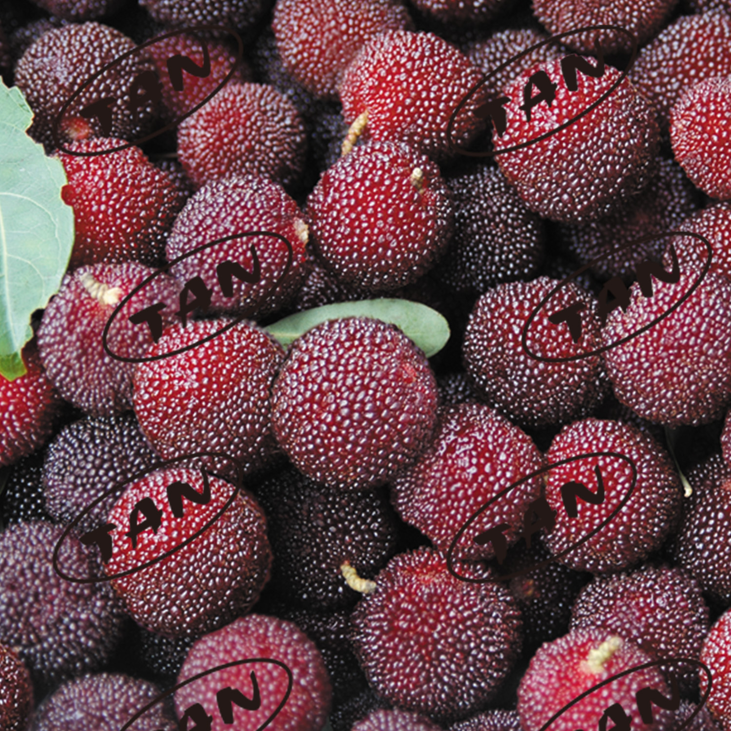 Canned arbutus in syrup