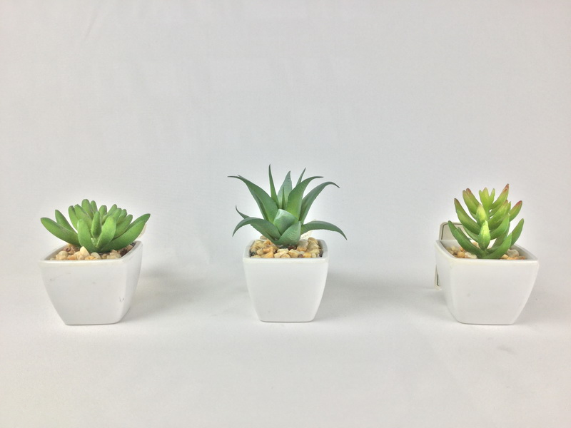 Succulent plants in small plastic pot