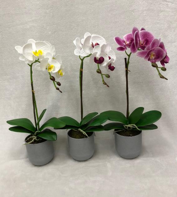 42#potted Orchid