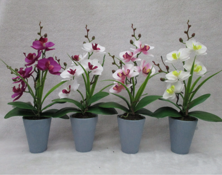 33#potted Orchid