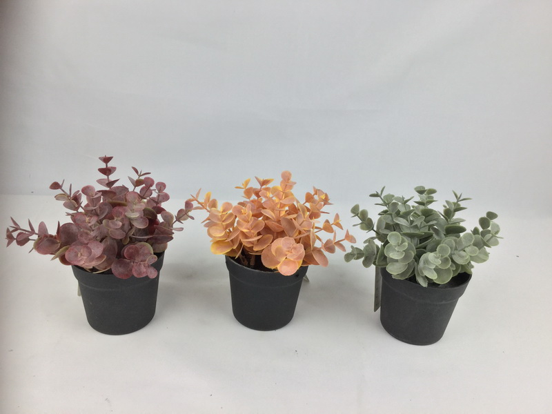 EUCALYPTUS in Plastic pot