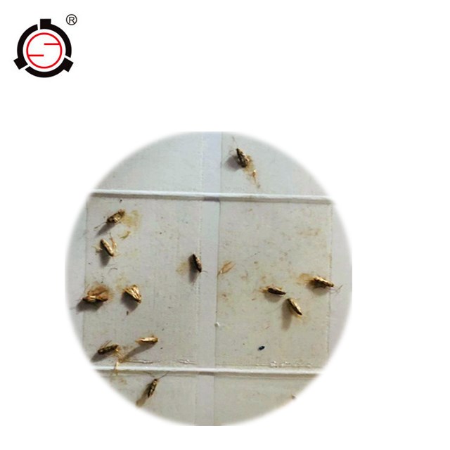 Clothes Moth Pheromone Glue Trap