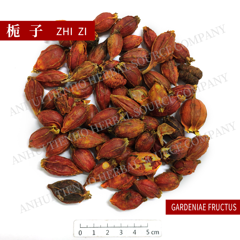 Fructus Gardeniae