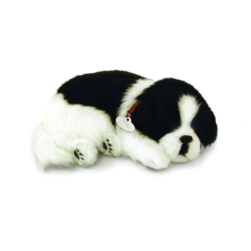 Perfect Petzzz - Border Collie