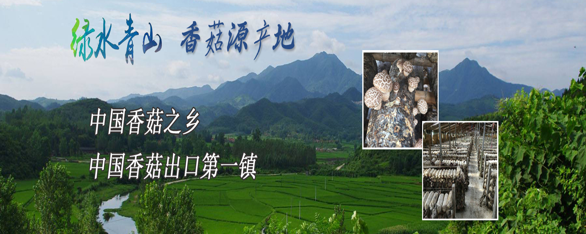 Lianfeng (Suizhou) Food Co., Ltd. – black fungus 2
