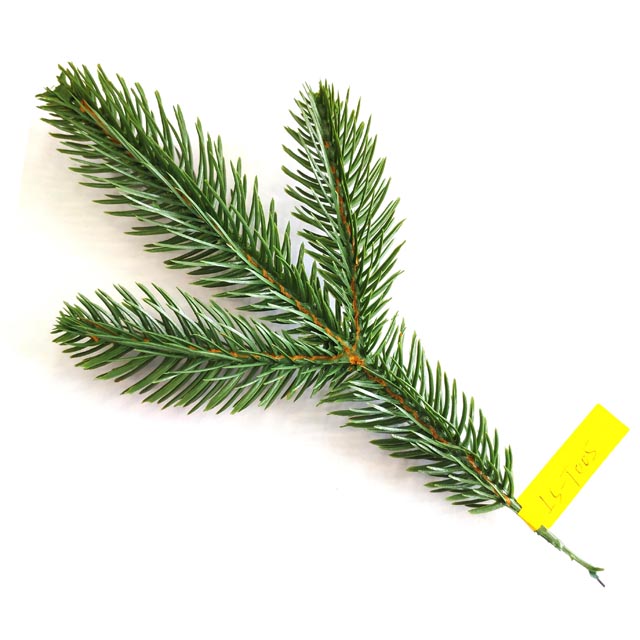 PE Tree Branch