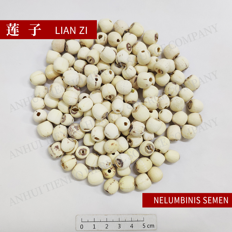 Lotus Seed