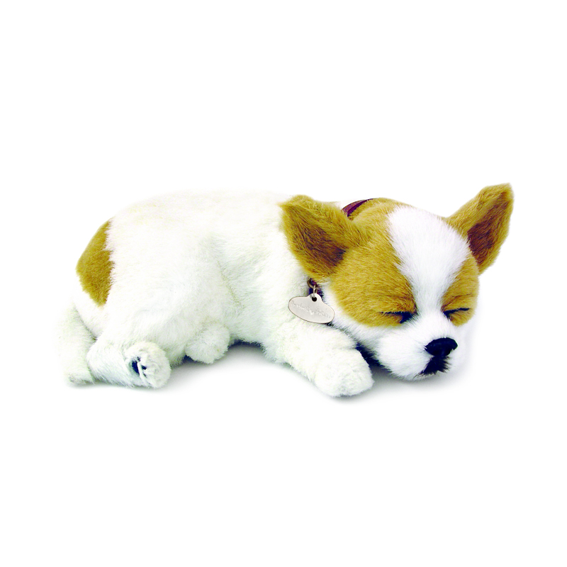 Perfect Petzzz - Chihuahua