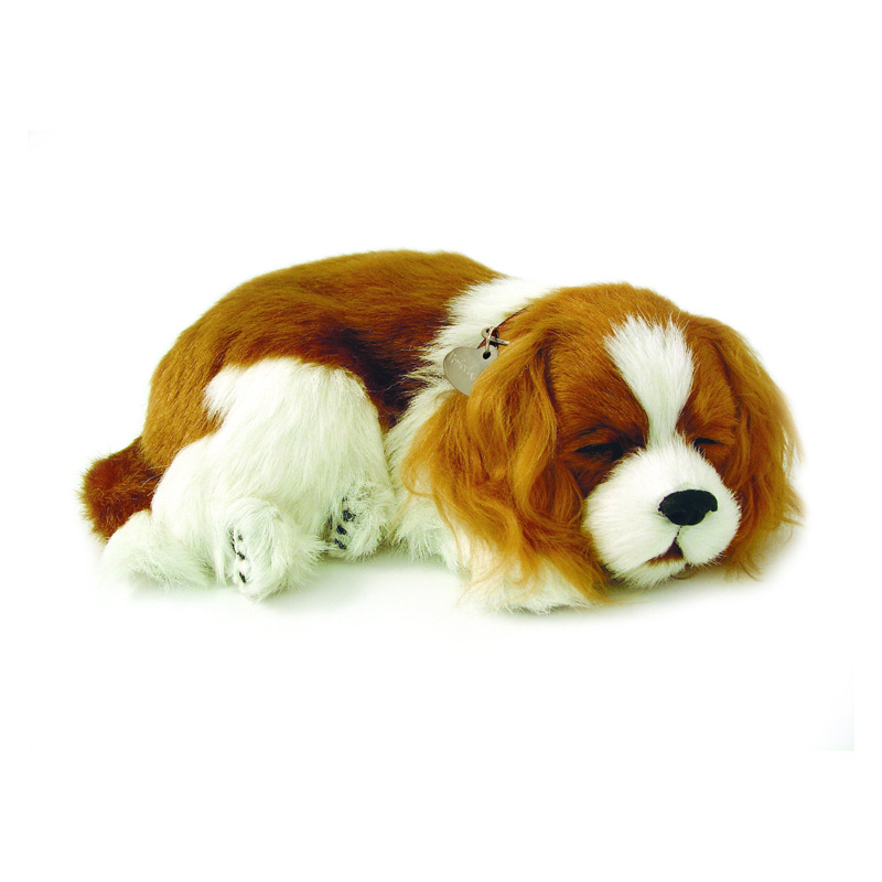 Perfect Petzzz - Cavalier King Charles