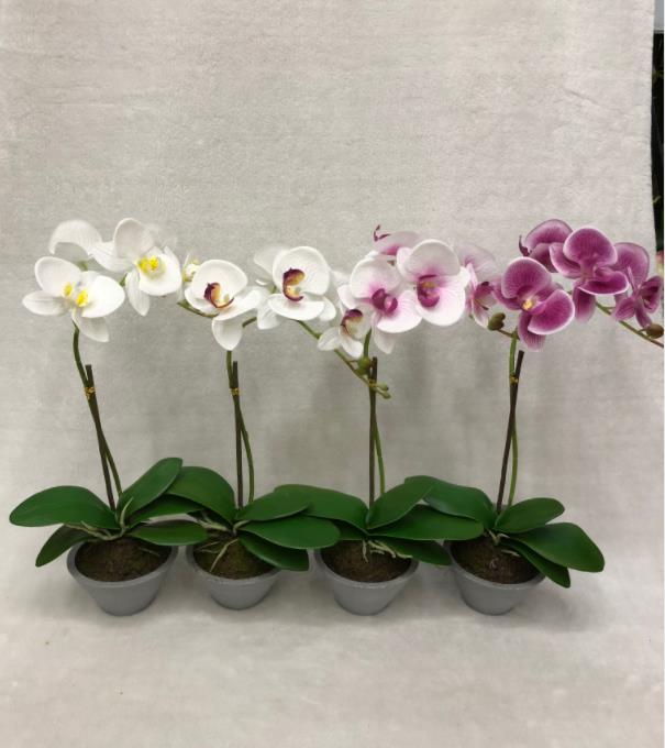 46#potted Orchid