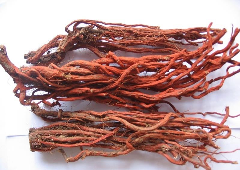 Radix Salviae Miltiorrhizae