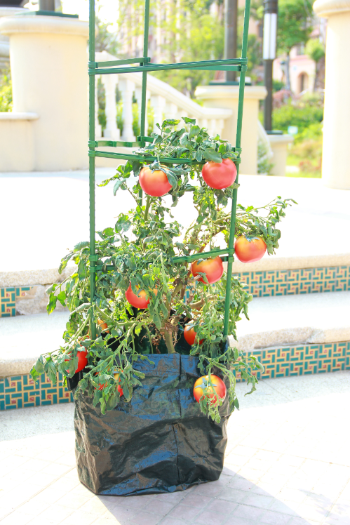 Tomato Cage