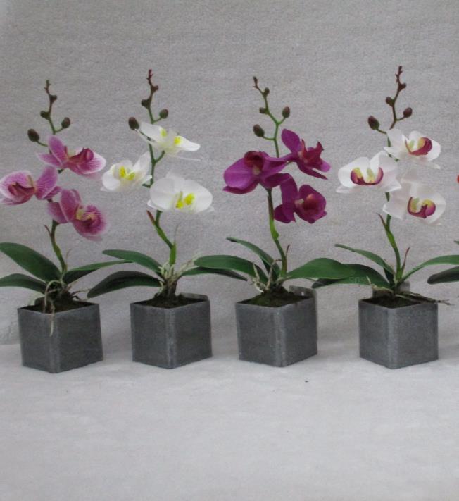 #32 Mini Orchid Bonsai