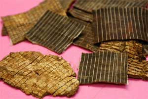 Cortex Eucommiae