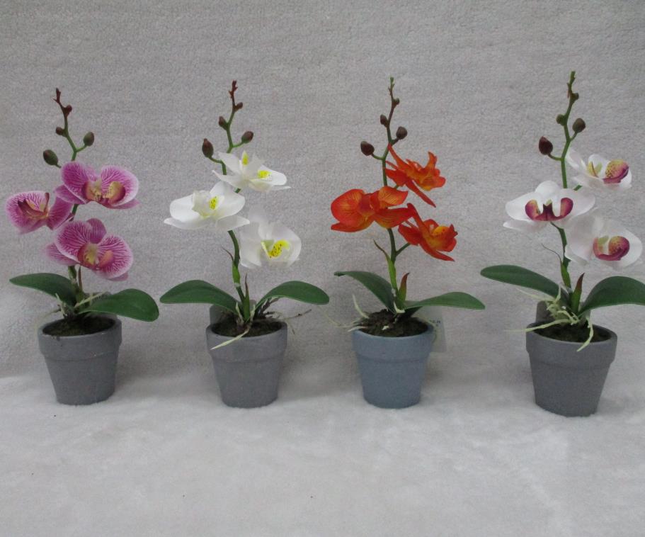 31#potted Orchid