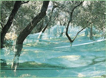 Olive Net