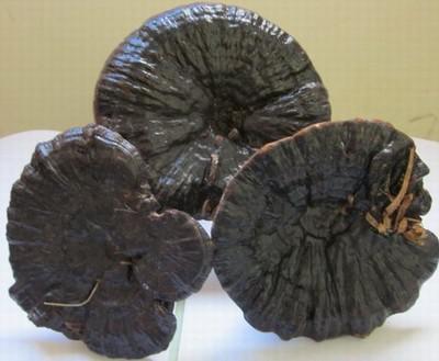 Lucid Ganoderma