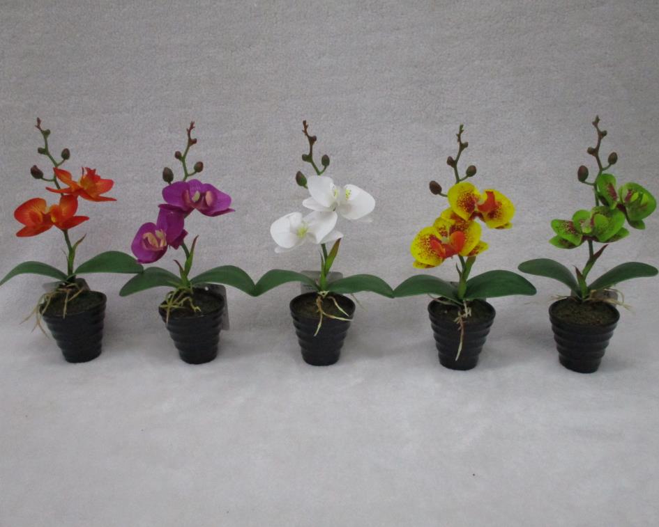 30#mini Potted Orchid
