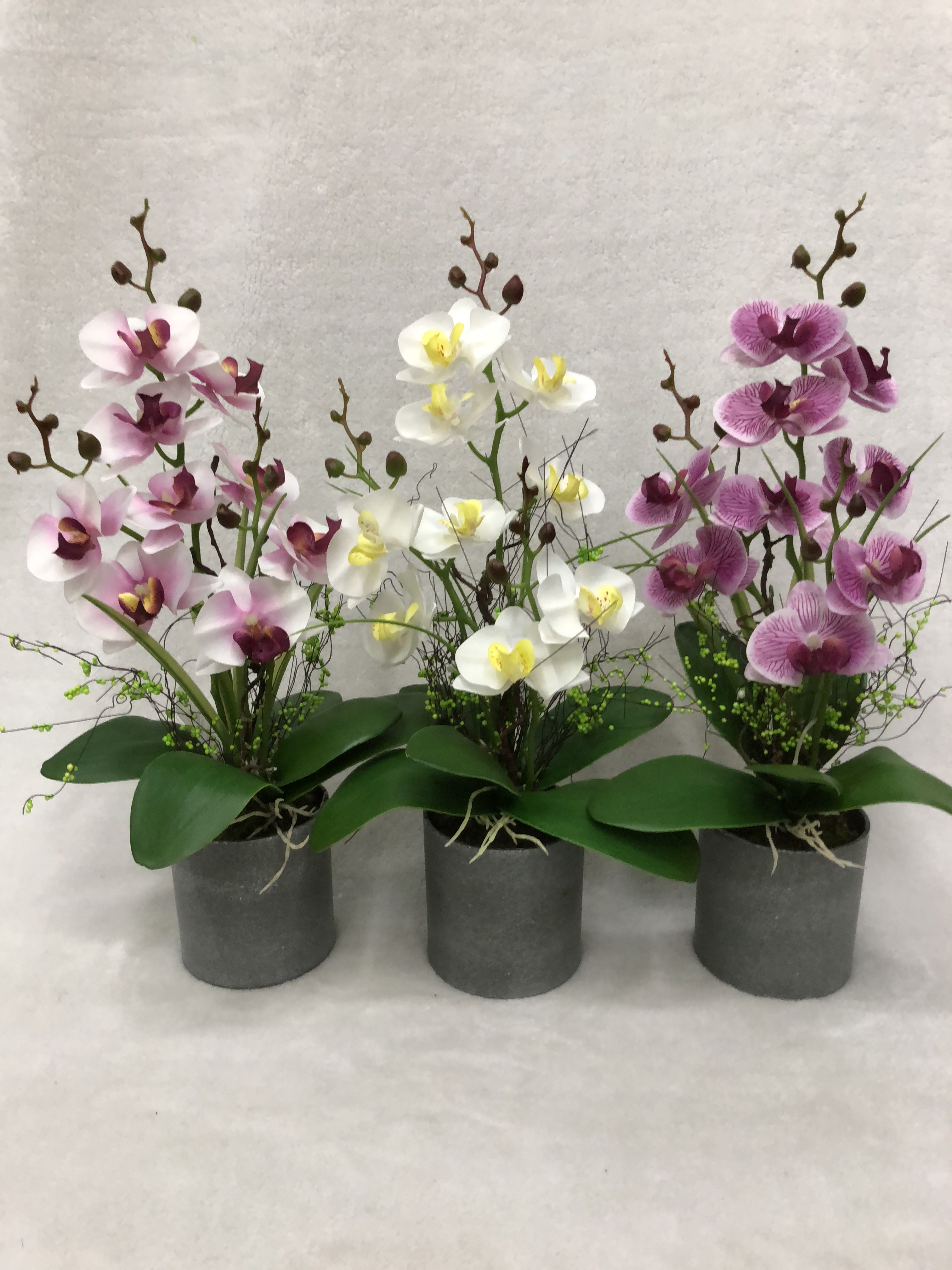 44#potted Orchid