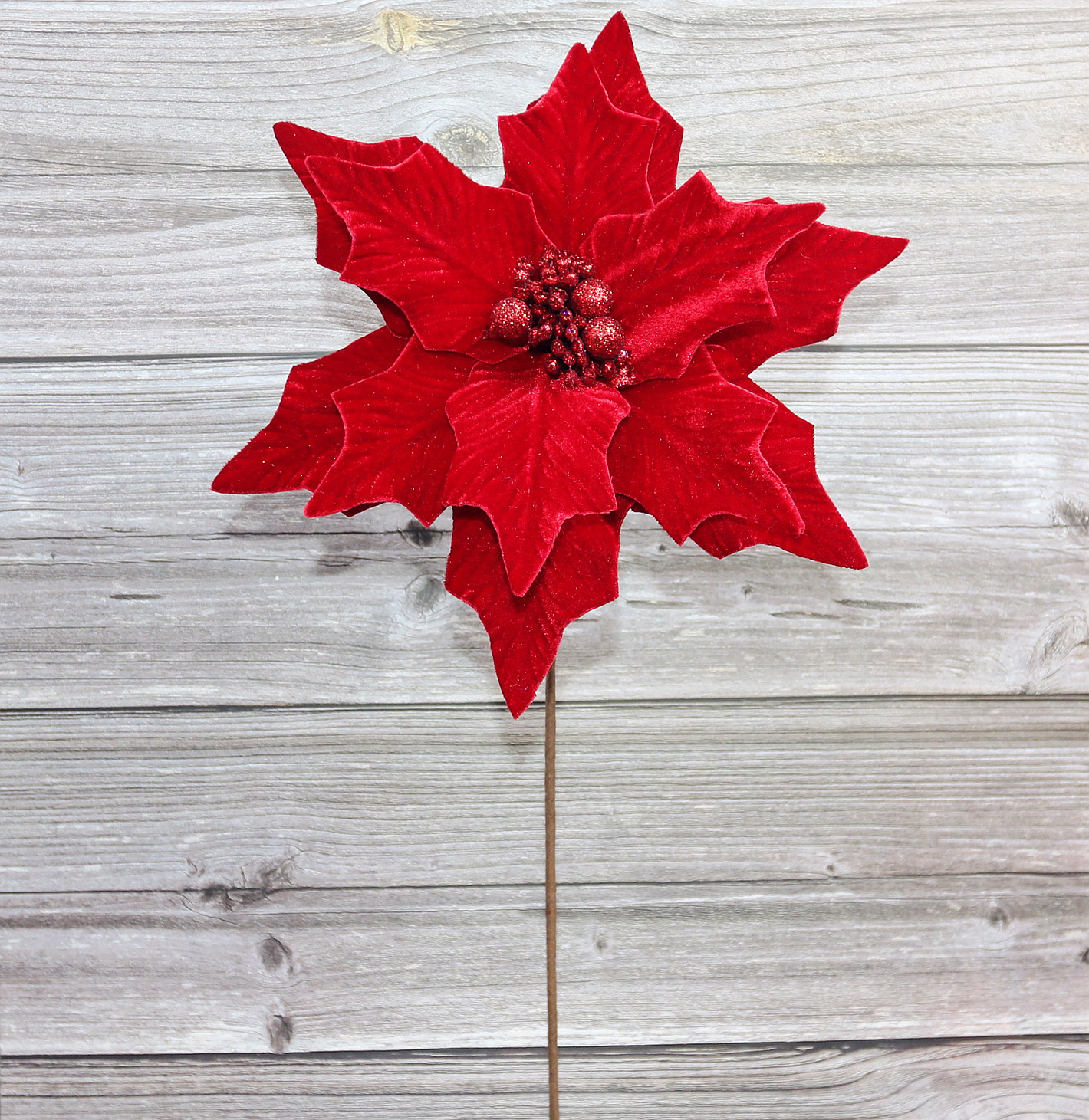 Christmas flower