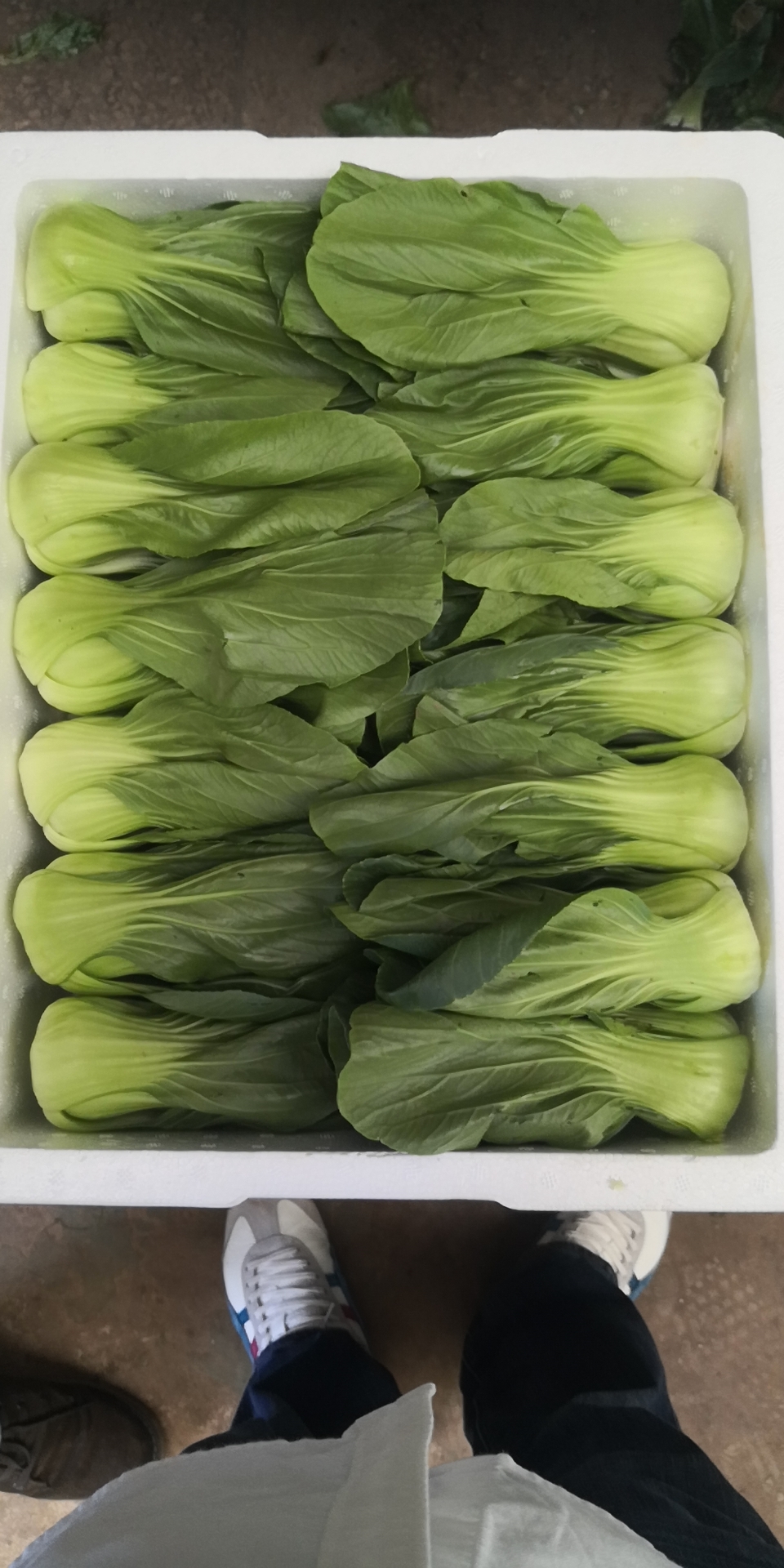 Shanghai Pak Choy