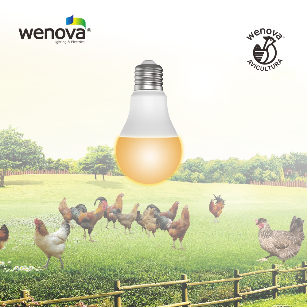LED Chicken - Fattening Bulb