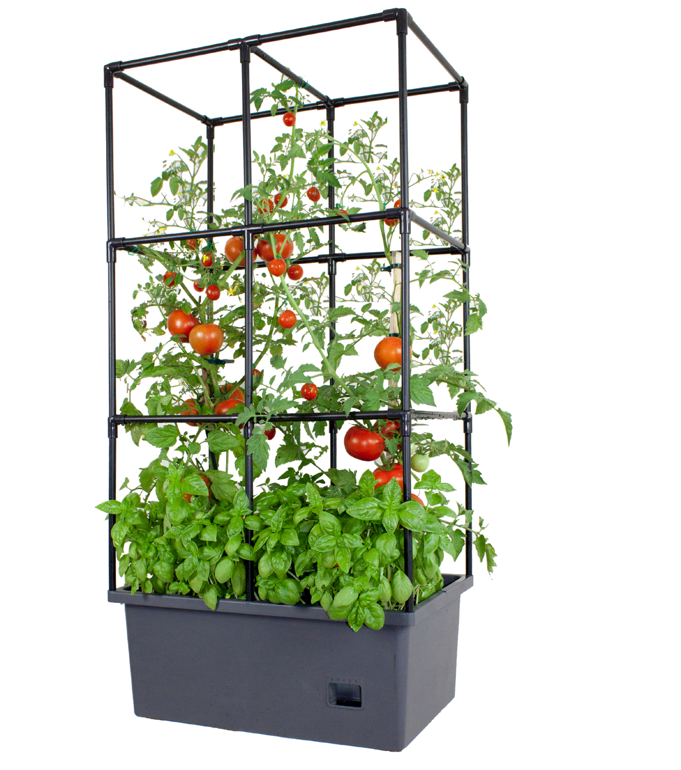 Vege Box