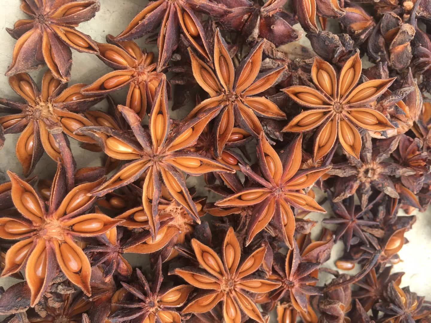 star aniseed