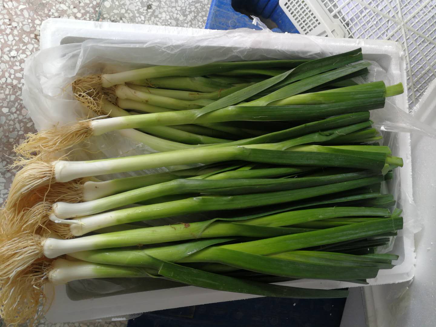 Garlic Sprout