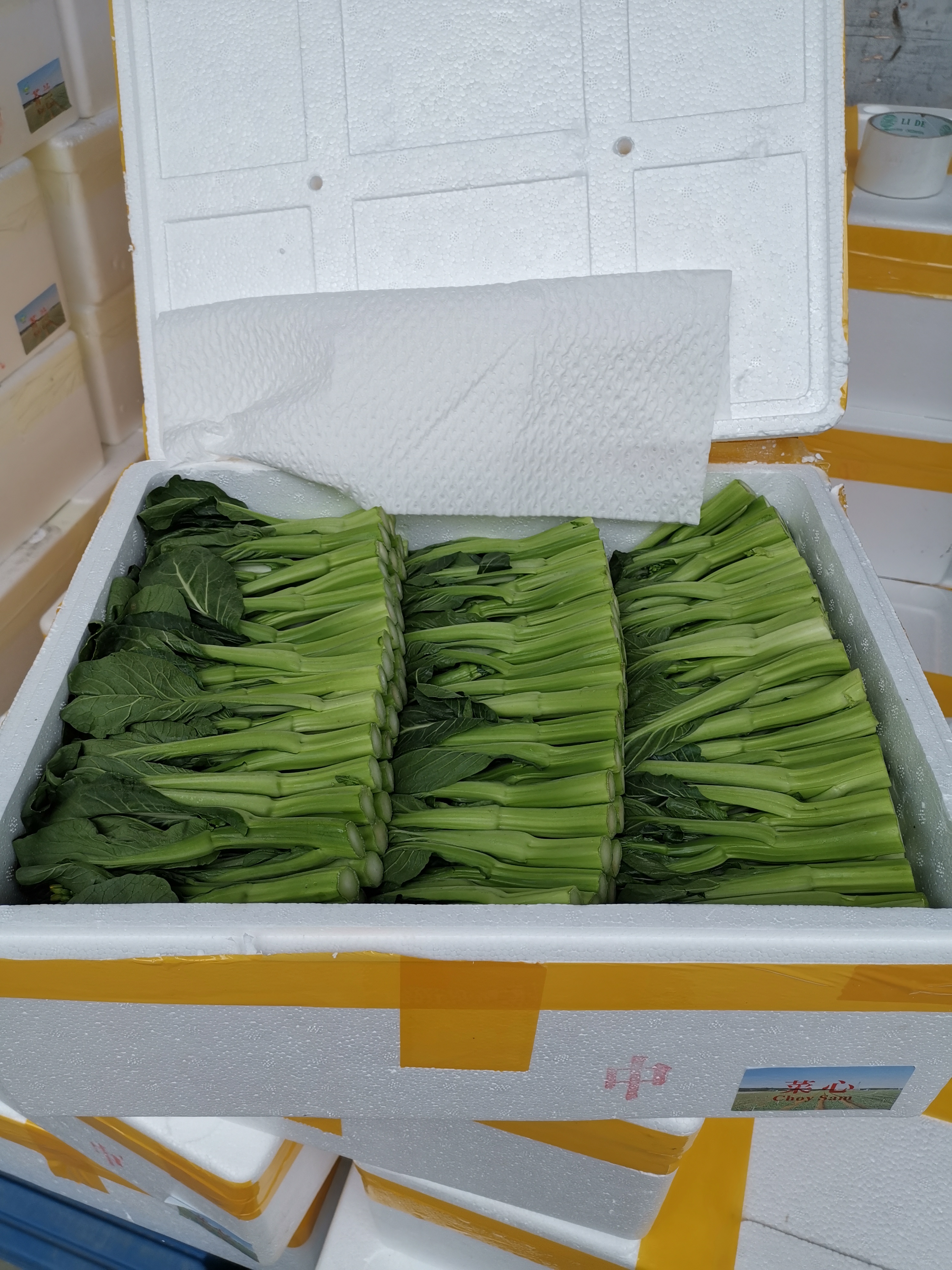 China choy sam