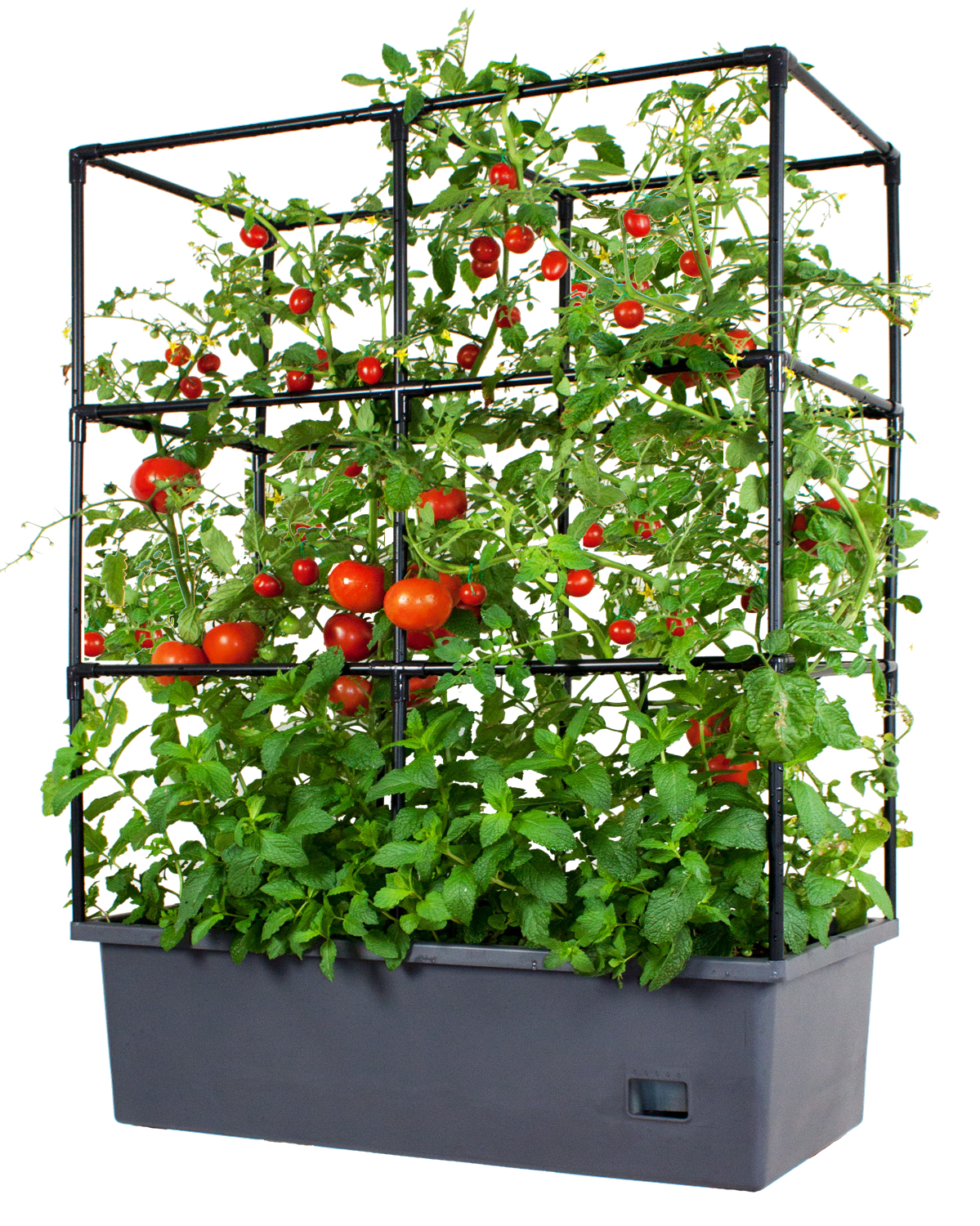 Jumbo Vege Box