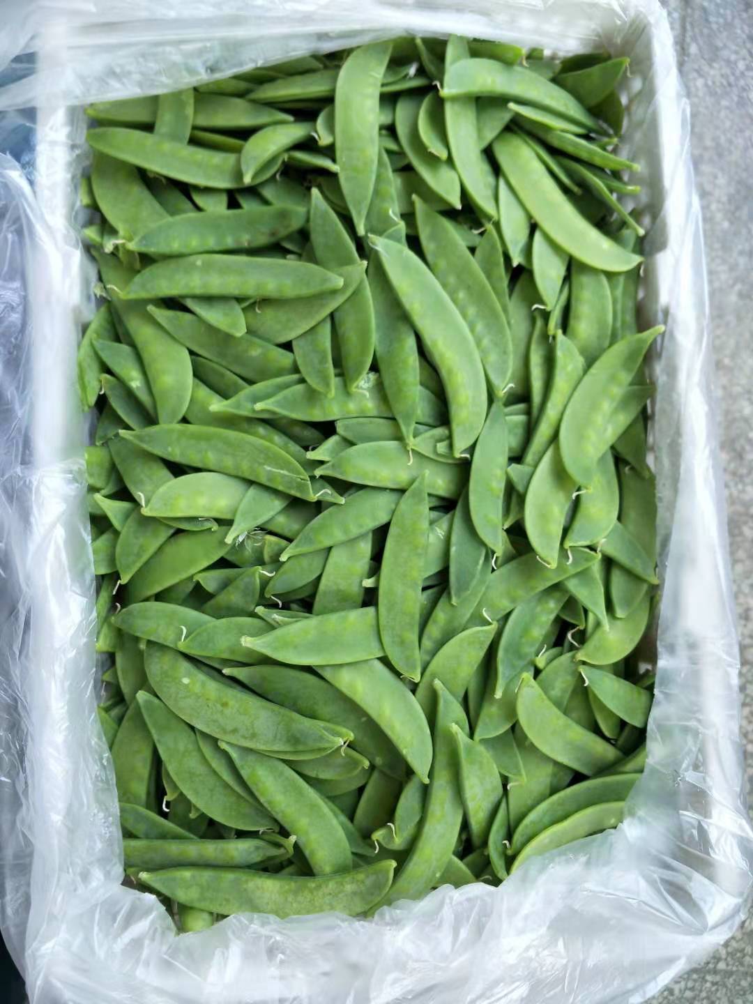 Sweet Pea /Snow Pea