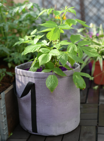Grow Bag, Planter, Grow Planter