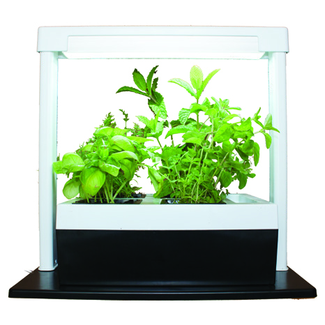 LED Lamp with Quad Kitchen Pot