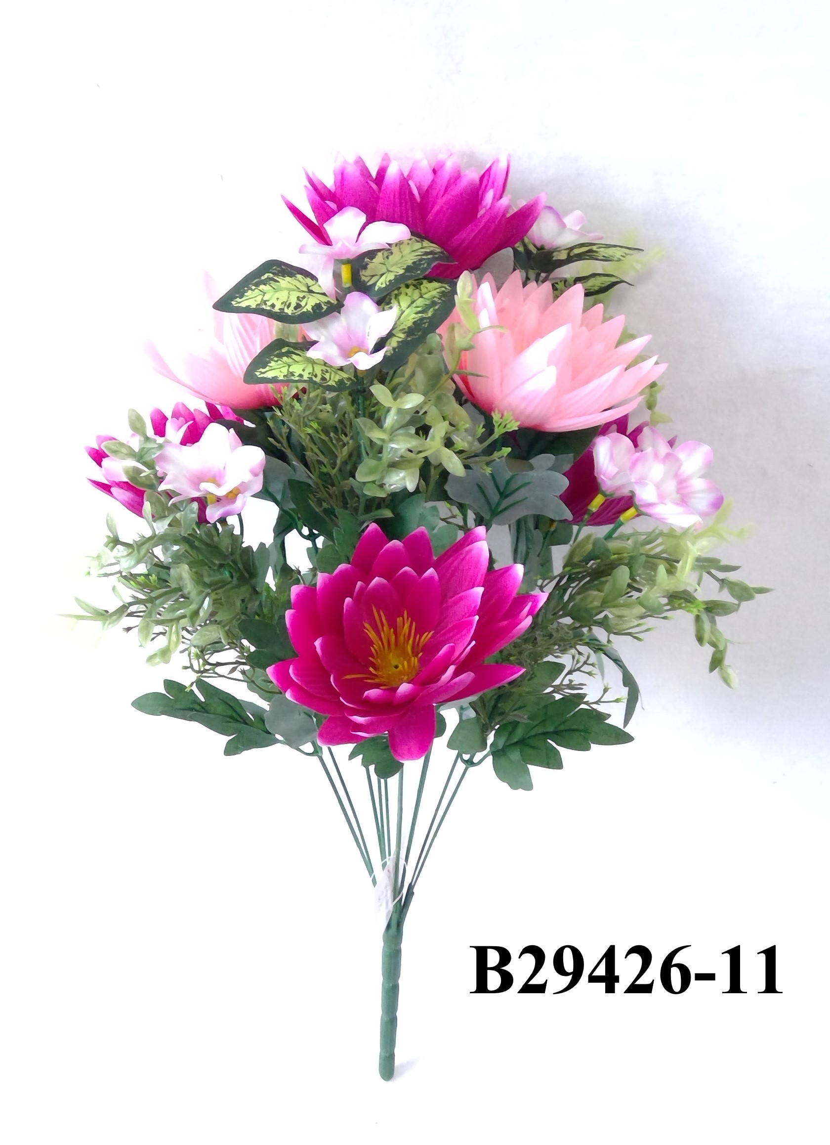 Lotus daisy mix bush x 11