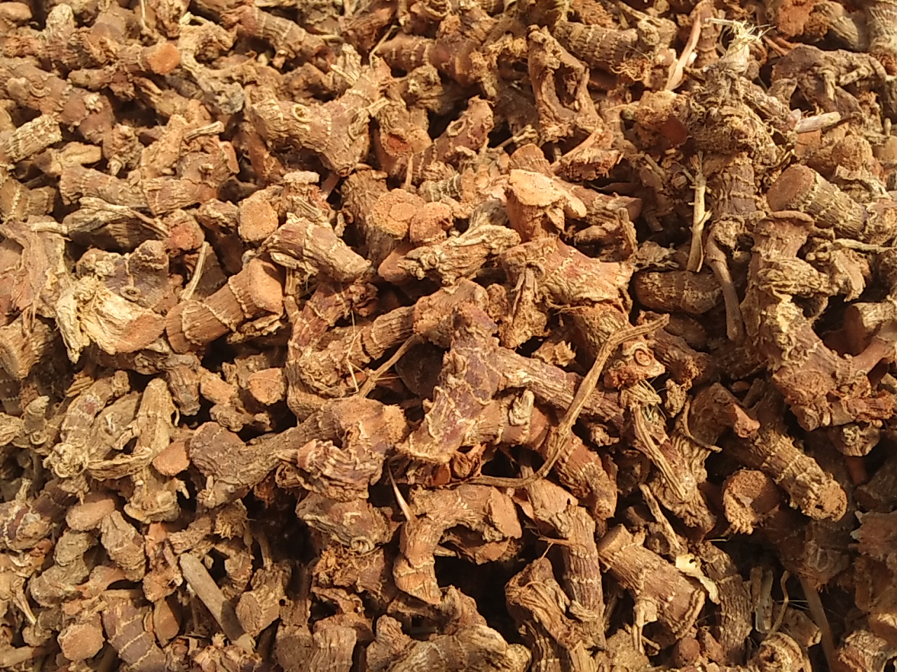 Galangal Roots