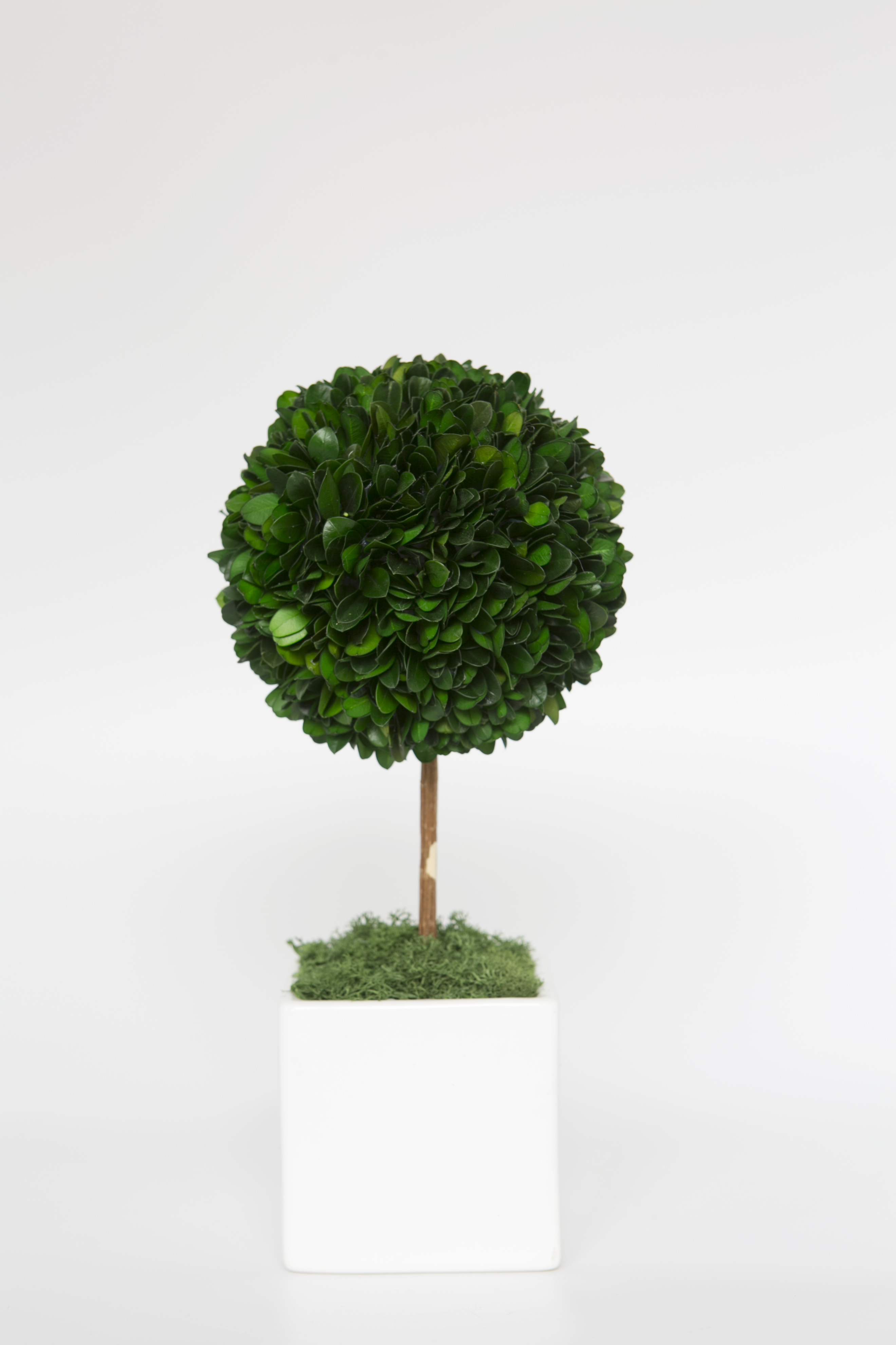 Preserved Boxwood
